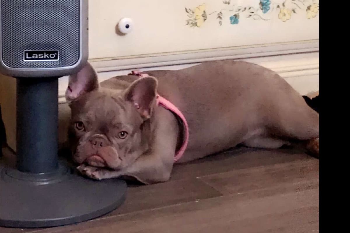 Champagne Isabella French Bulldogs (6 lbs) breeder image 15