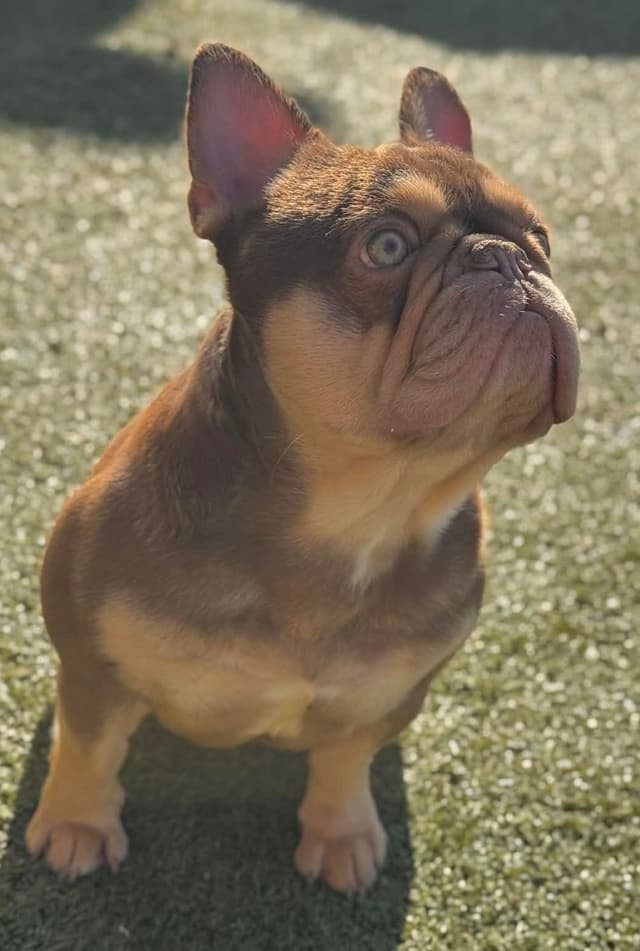 Champagne Isabella French Bulldogs (6 lbs) media 12