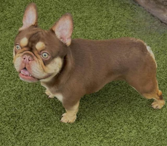 Champagne Isabella French Bulldogs (6 lbs) media 10
