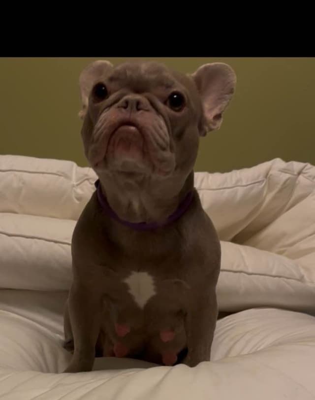Champagne Isabella French Bulldogs (6 lbs) media 7