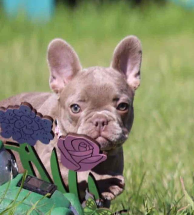 Champagne Isabella French Bulldogs (6 lbs) media 13