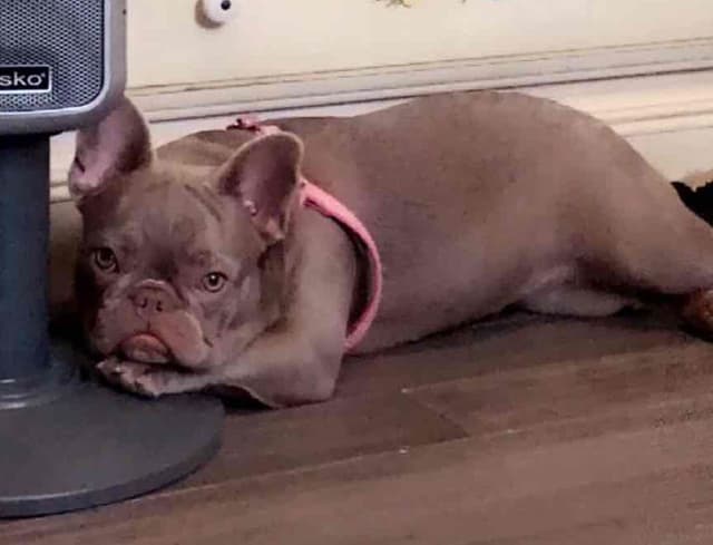 Champagne Isabella French Bulldogs (6 lbs) media 9