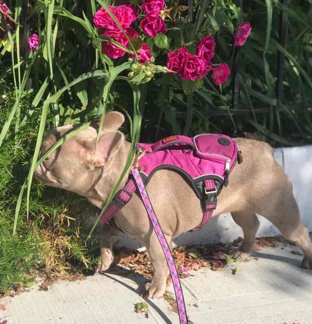 Champagne Isabella French Bulldogs (6 lbs) media 11
