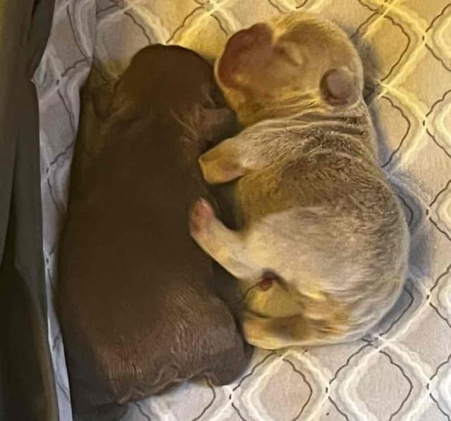 Champagne Isabella French Bulldogs (6 lbs) media 16