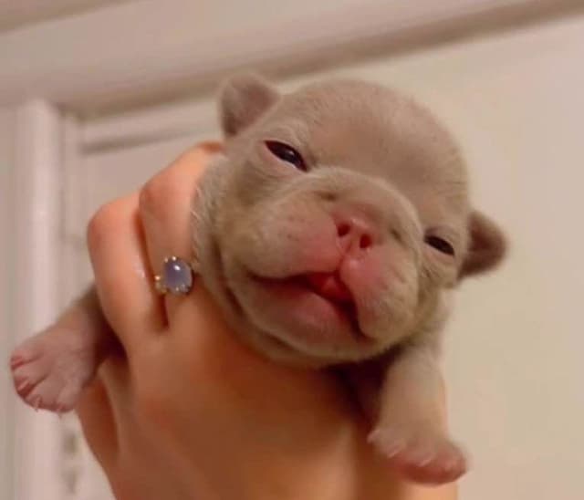 Champagne Isabella French Bulldogs (6 lbs) media 14