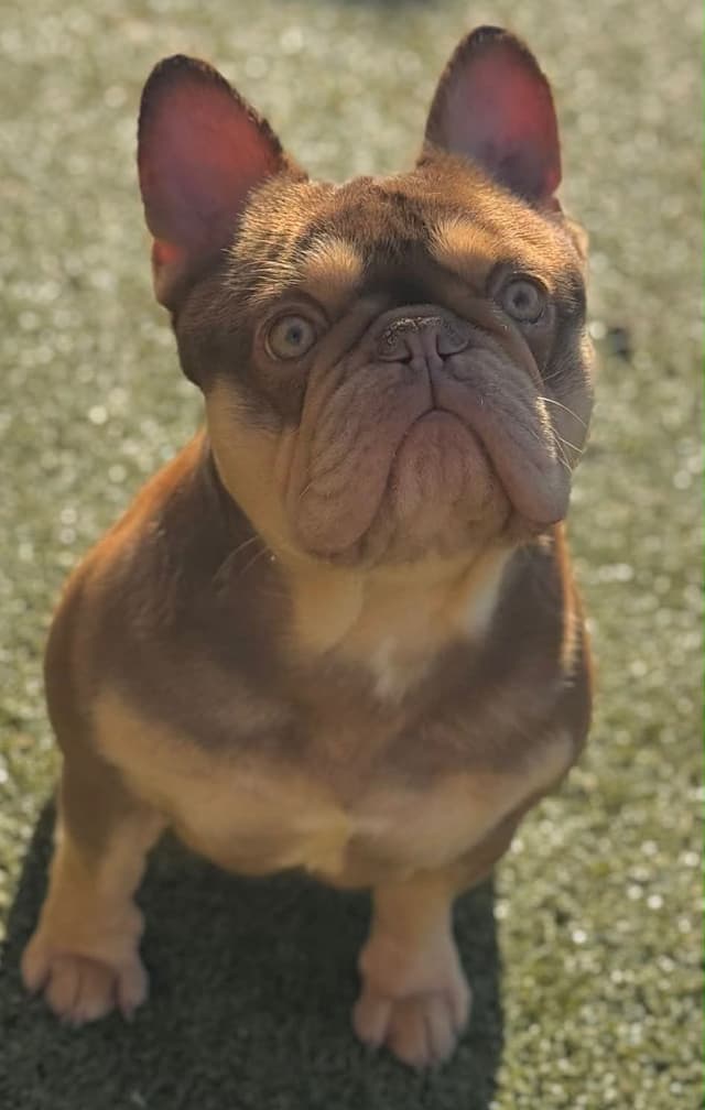 Champagne Isabella French Bulldogs (6 lbs) media 8