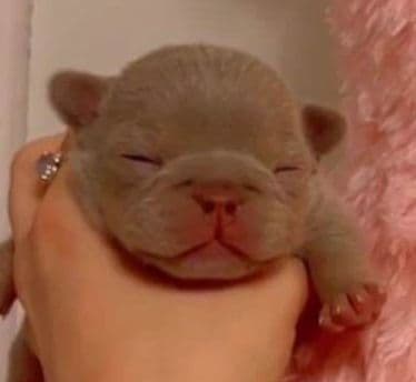 Champagne Isabella French Bulldogs (6 lbs) media 15