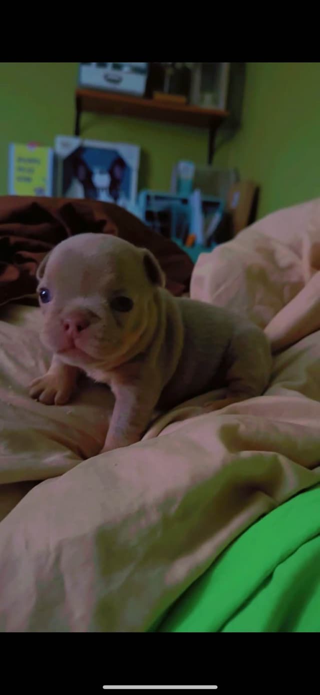 Champagne Isabella French Bulldogs (6 lbs) media 6
