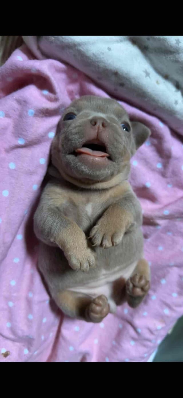 Champagne Isabella French Bulldogs (6 lbs) media 3