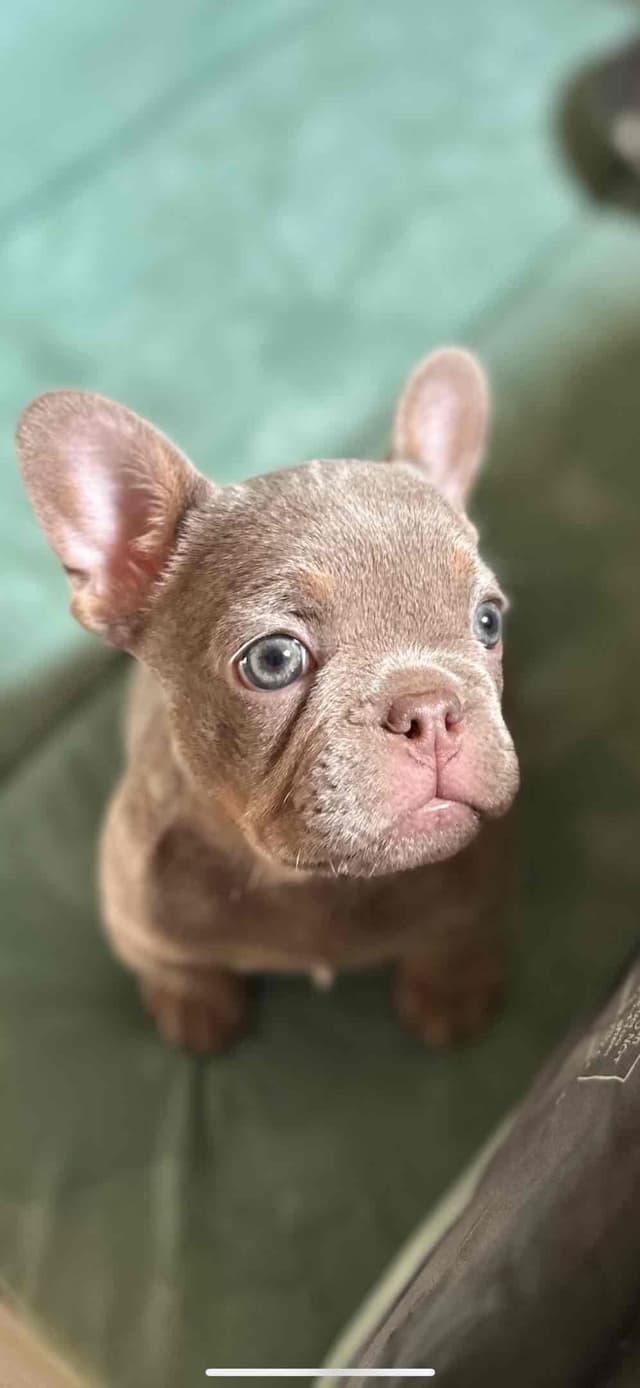Champagne Isabella French Bulldogs (6 lbs) media 4