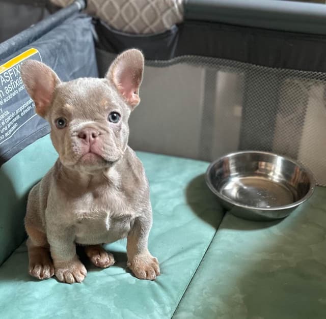Champagne Isabella French Bulldogs (6 lbs) media 5