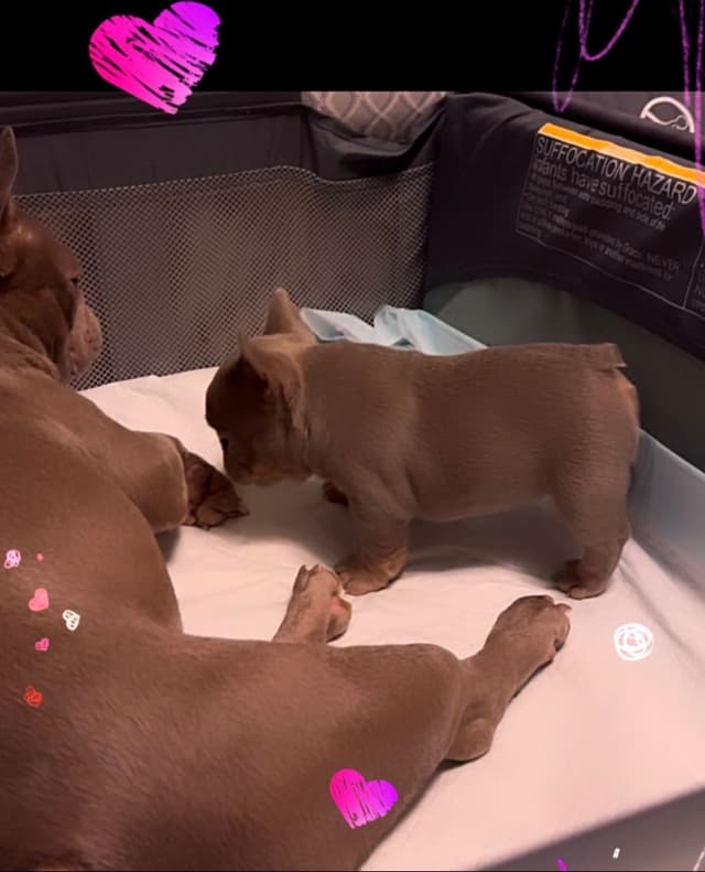 Champagne Isabella French Bulldogs (6 lbs) media 2