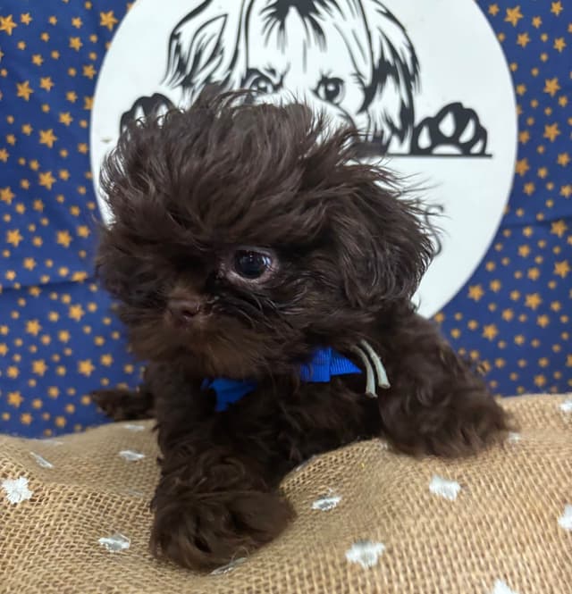 Shih Tzu Puppies media 2