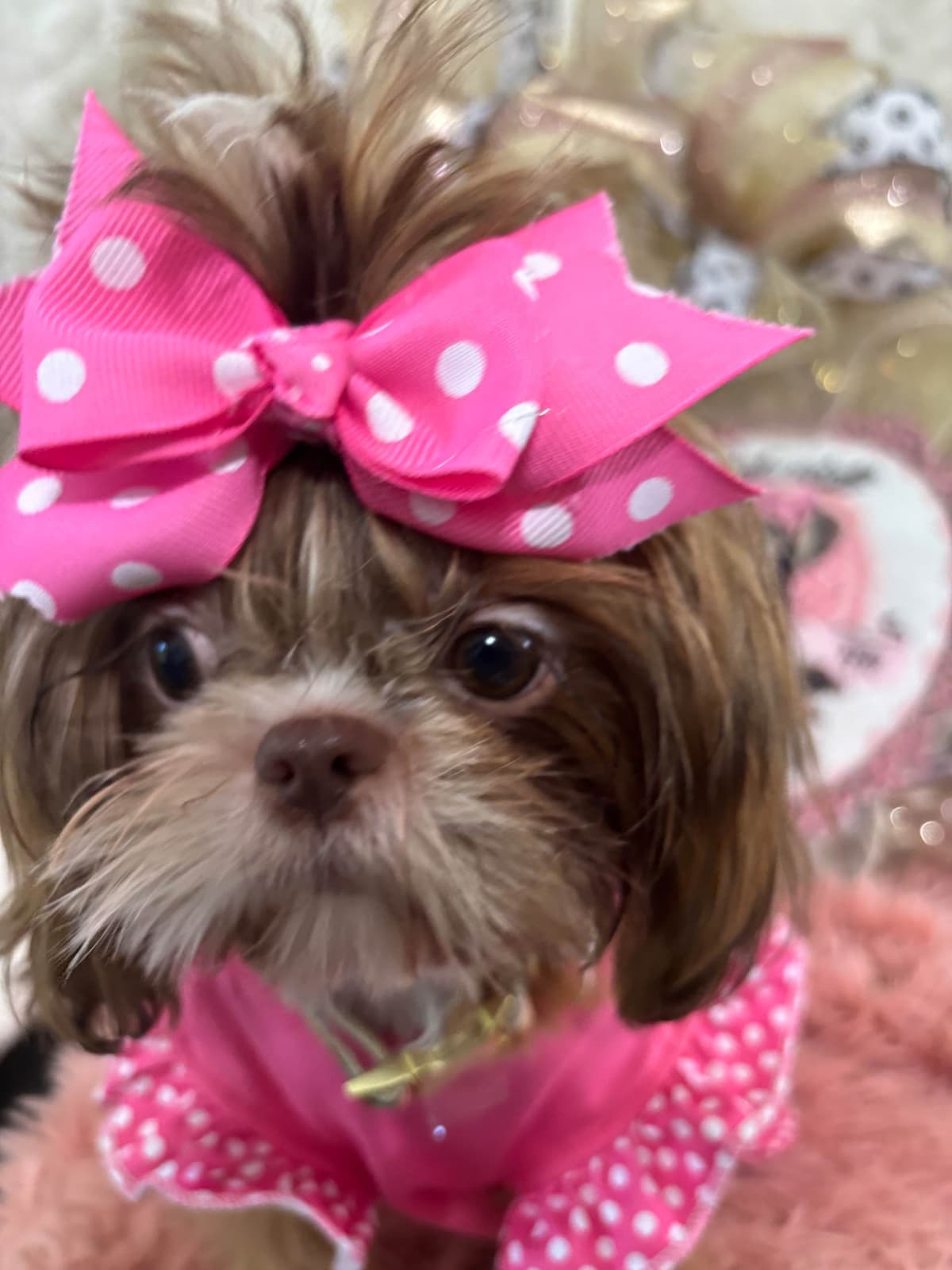 Shih Tzu Puppies breeder image 1
