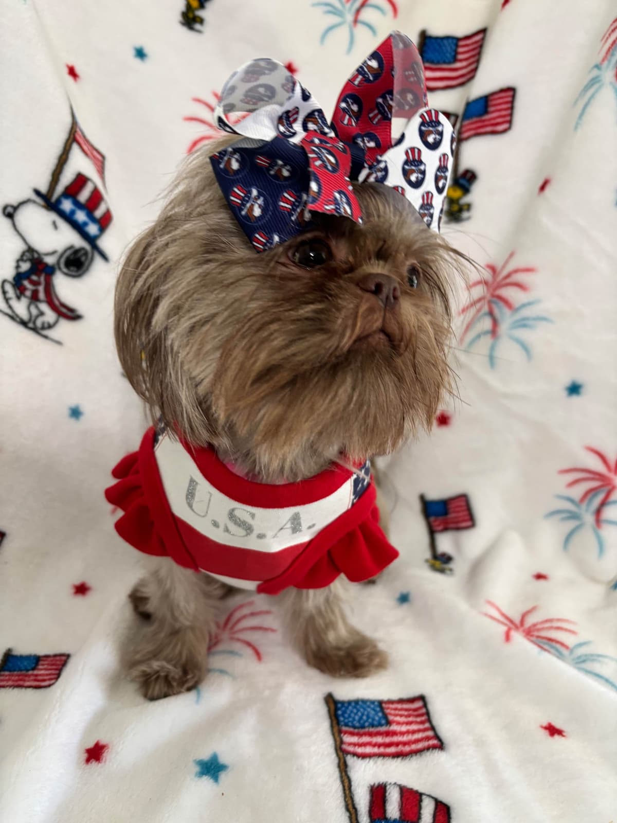 Shih Tzu Puppies breeder image 4
