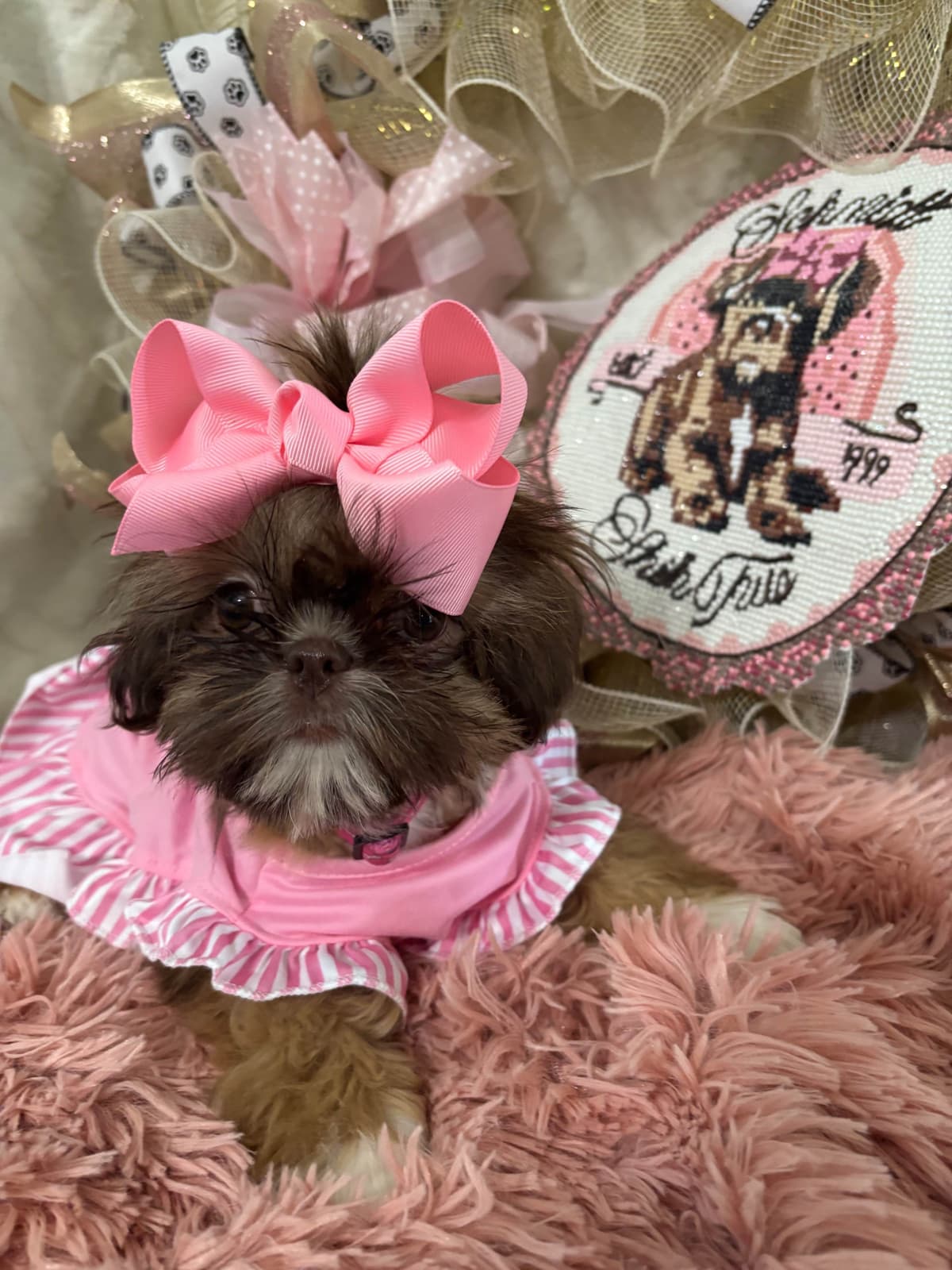 Shih Tzu Puppies breeder image 6