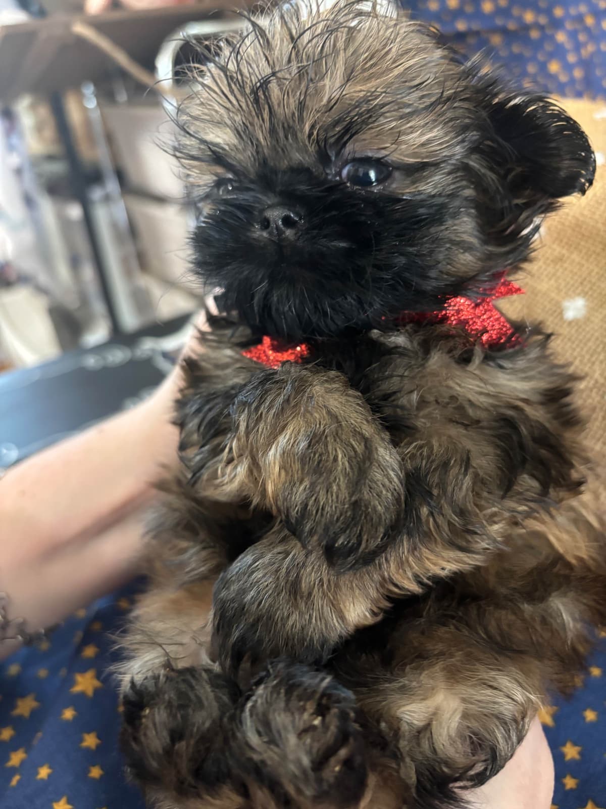 Shih Tzu Puppies breeder image 7