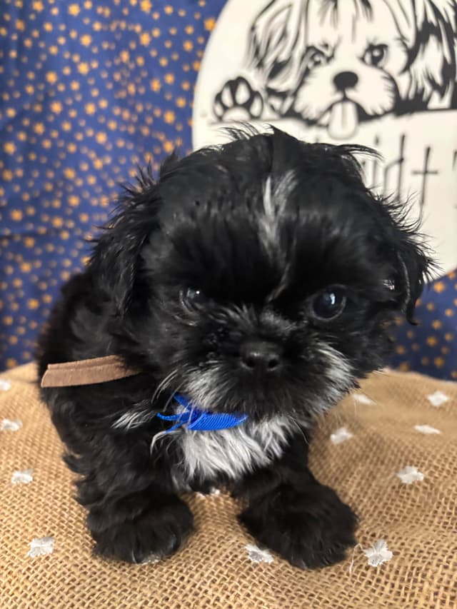 Shih Tzu Puppies media 2