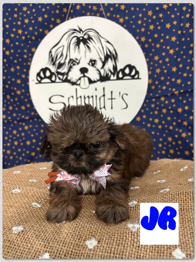 Shih Tzu Puppies media 3