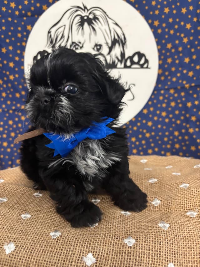 Shih Tzu Puppies media 4