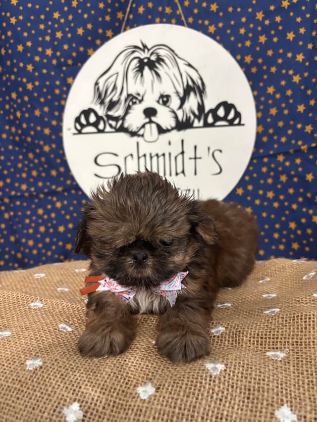 Shih Tzu Puppies media 5