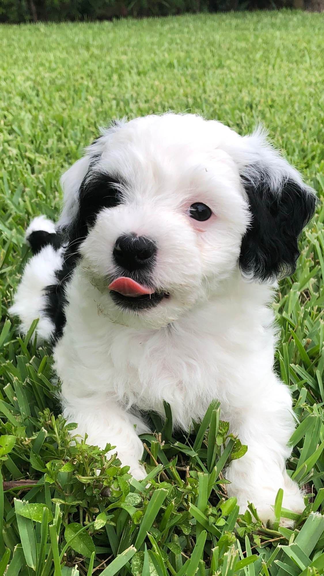 Havanese Puppies breeder image 1