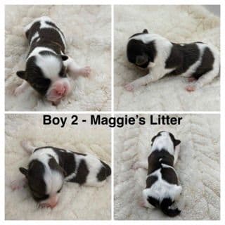 Havanese Puppies media 2