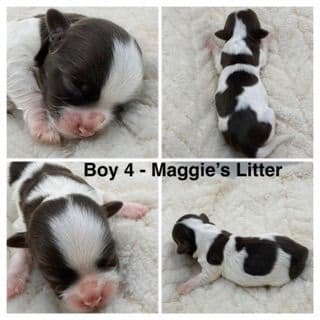 Havanese Puppies media 4