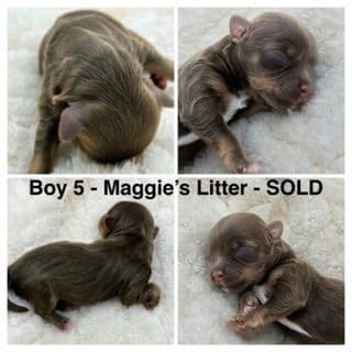 Havanese Puppies media 5