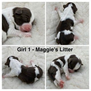 Havanese Puppies media 6