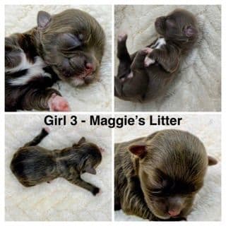 Havanese Puppies media 8