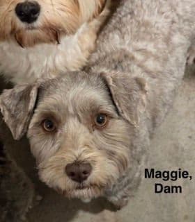 Havanese Puppies media 9