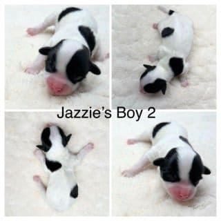 Havanese Puppies media 2