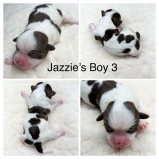 Havanese Puppies media 3
