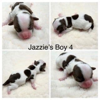 Havanese Puppies media 4