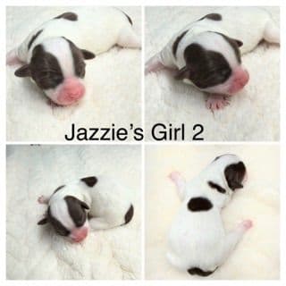 Havanese Puppies media 6