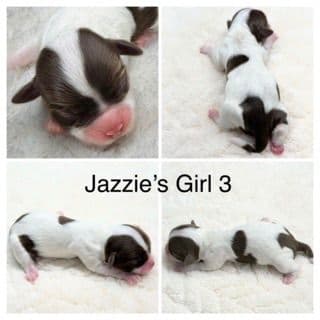 Havanese Puppies media 7