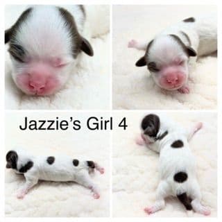 Havanese Puppies media 8