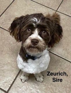Havanese Puppies media 9