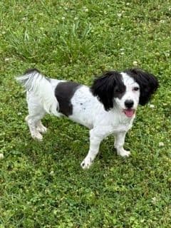 Havanese Puppies media 10