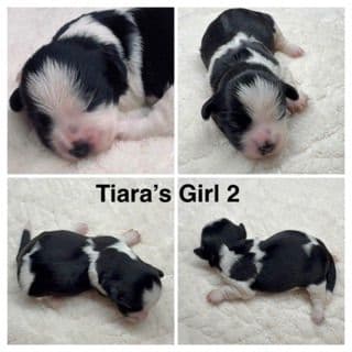Havanese Puppies media 4
