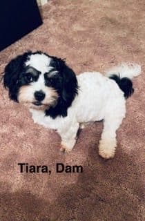 Havanese Puppies media 5