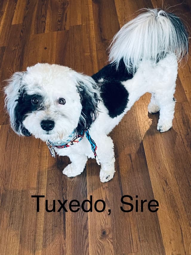 Havanese Puppies media 6