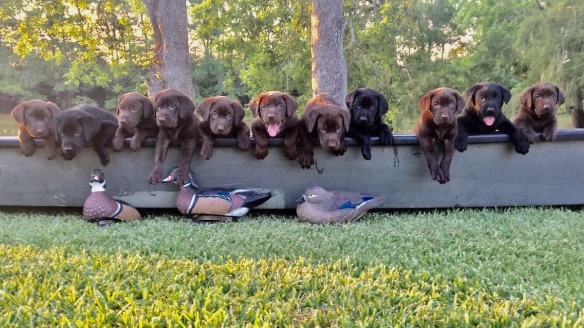 Gorgeous Black and Yellow Labrador Retriever Puppies!! breeder image 1