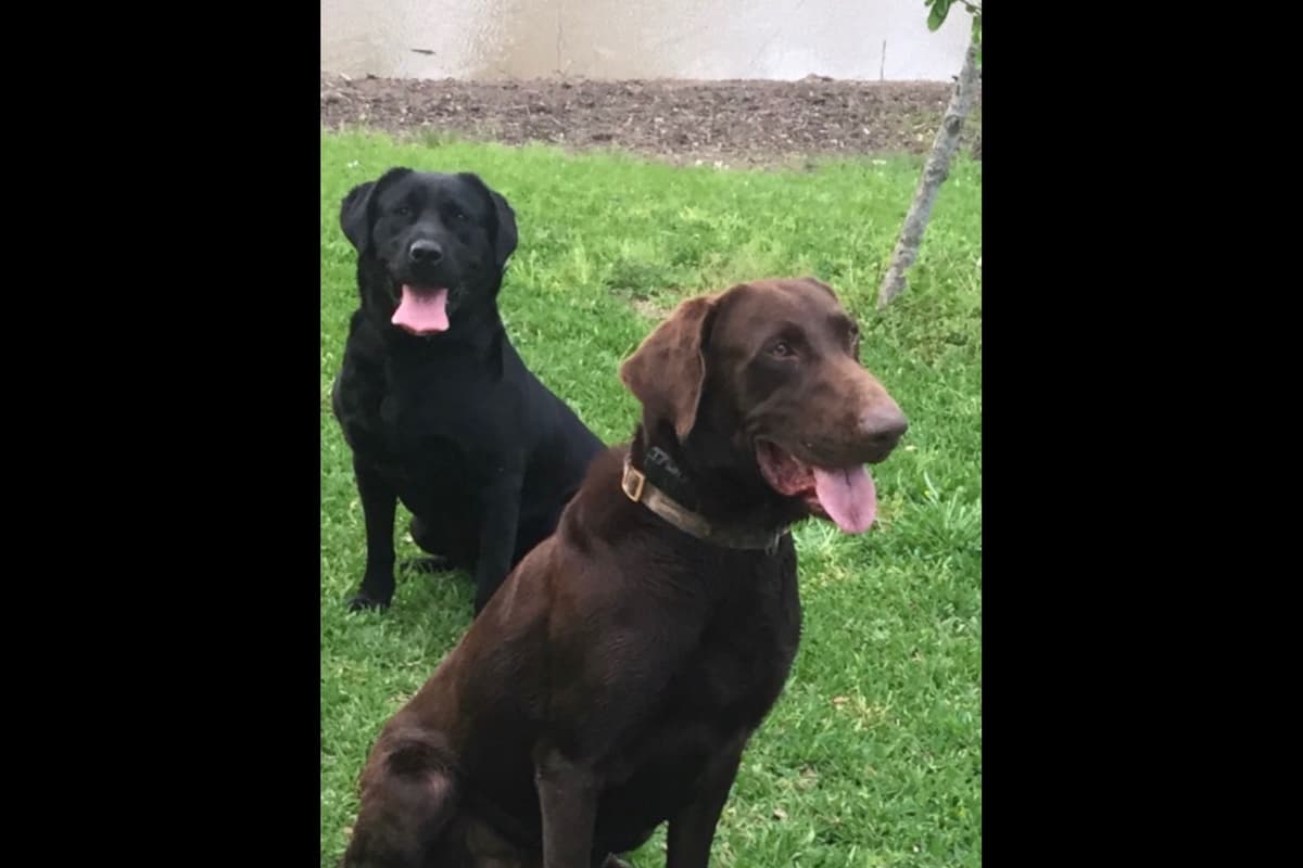 Gorgeous Black and Yellow Labrador Retriever Puppies!! breeder image 2