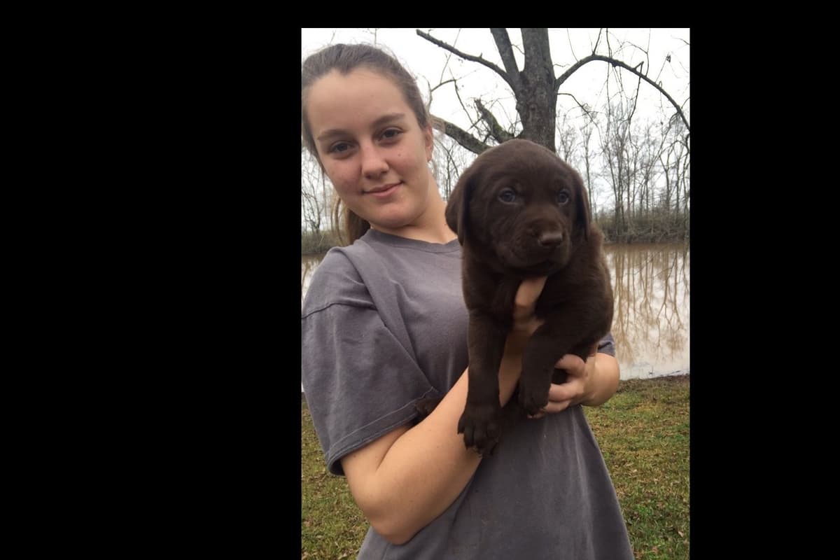 Gorgeous Black and Yellow Labrador Retriever Puppies!! breeder image 4