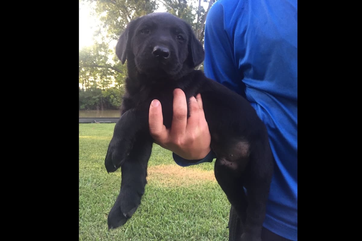 Gorgeous Black and Yellow Labrador Retriever Puppies!! breeder image 5