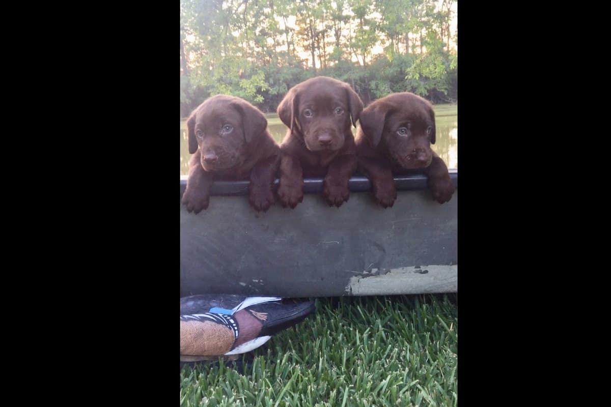 Gorgeous Black and Yellow Labrador Retriever Puppies!! breeder image 6