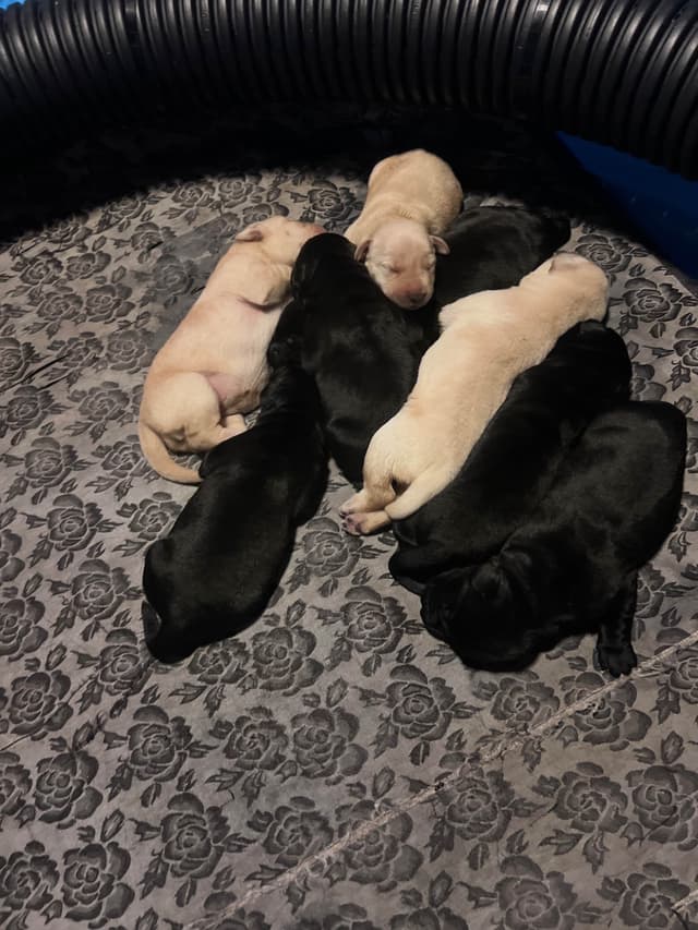 Gorgeous Black and Yellow Labrador Retriever Puppies!! media 2
