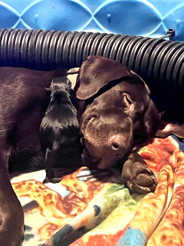 Gorgeous Black and Yellow Labrador Retriever Puppies!! media 3